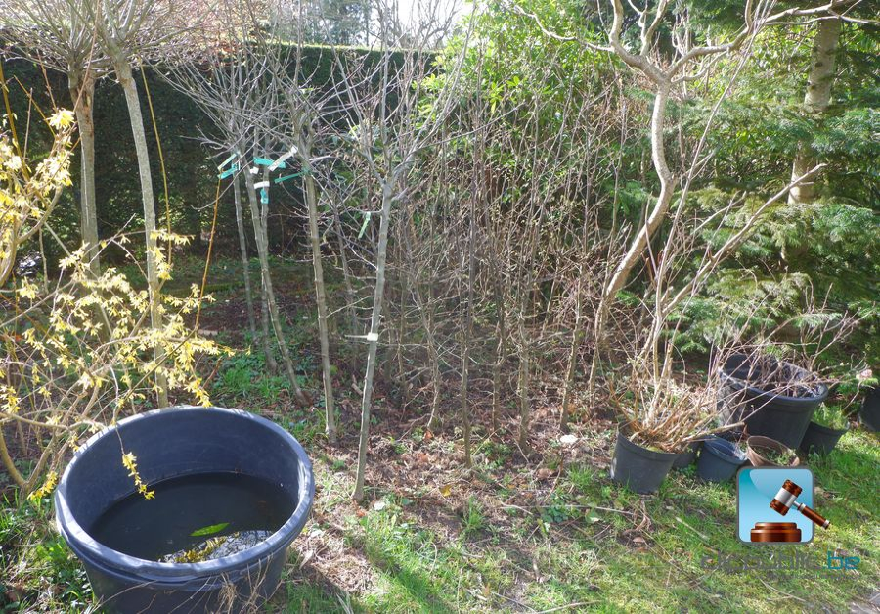 Arbres Fruitiers Sauvages - Ensemble De Graines 1 Kit