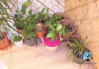 Lot de plantes